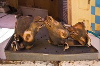 Tanjiers lamb Heads