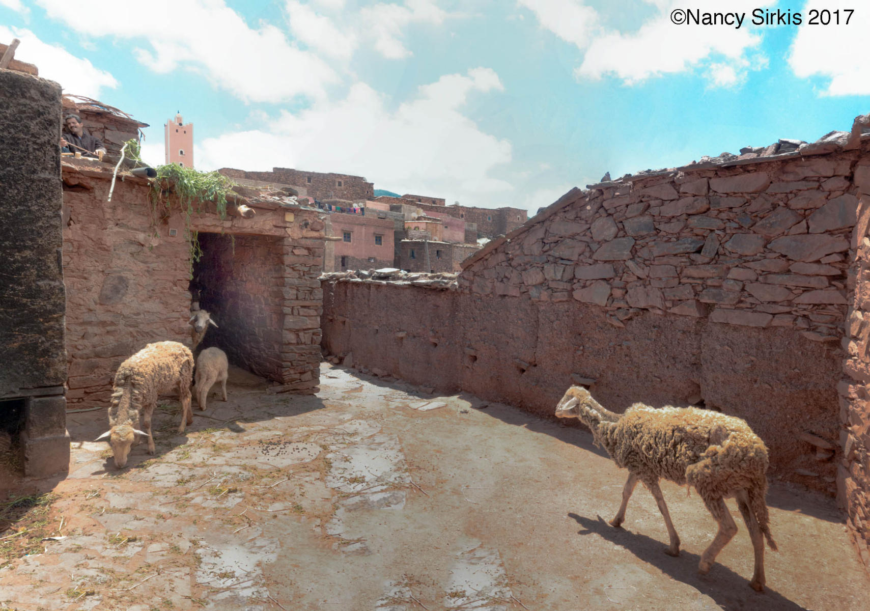 Berber Village Sheep