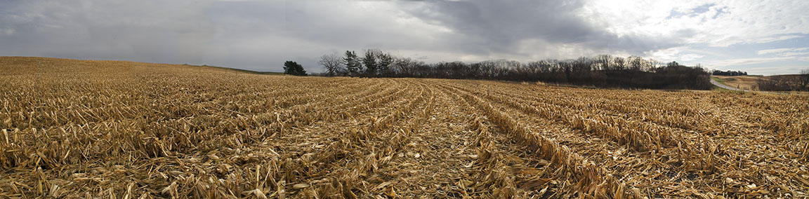 October Corn MN 32006